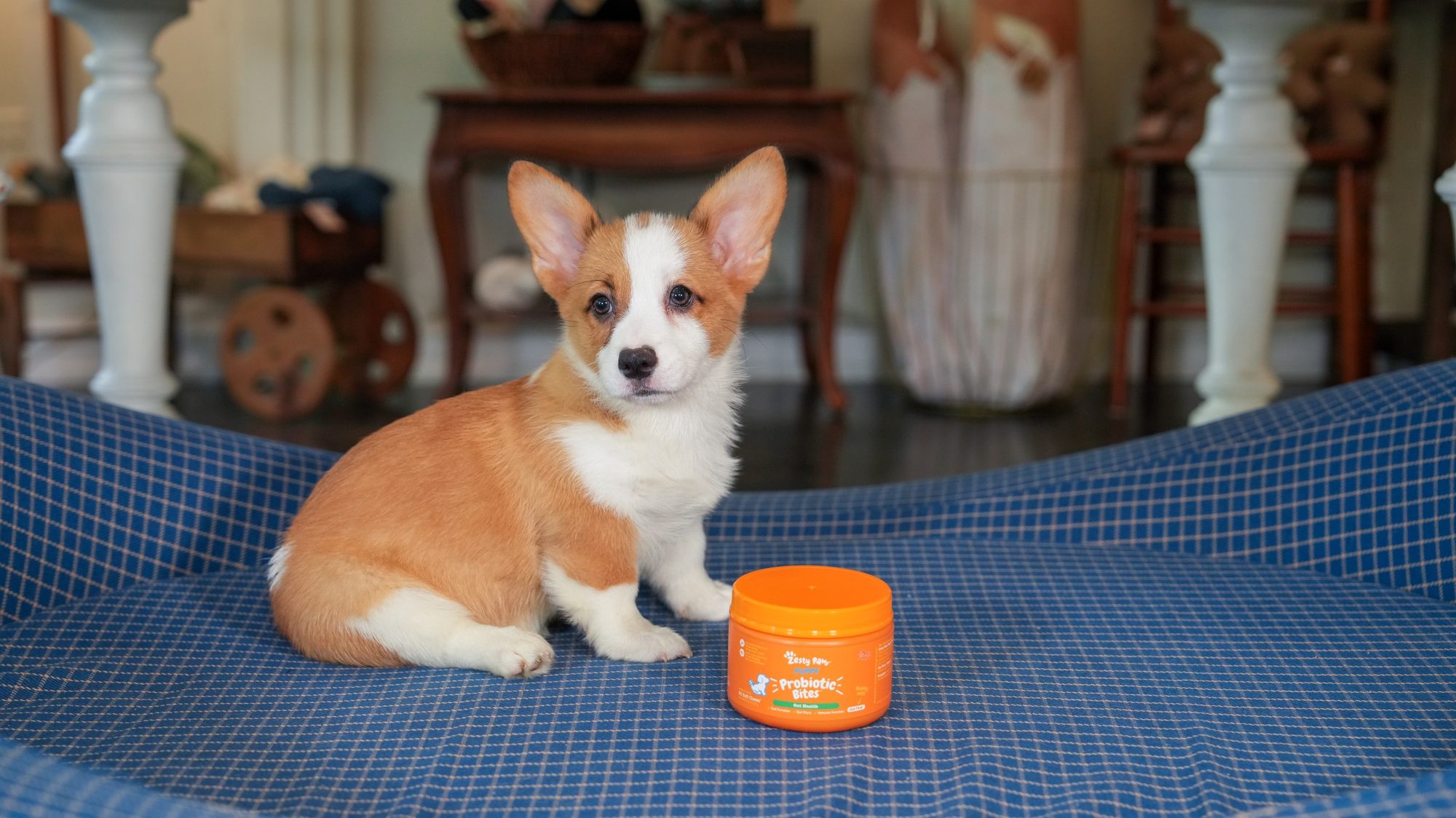 柯基幼犬坐在藍色寵物床上,旁邊放有 Zesty Paws 產品